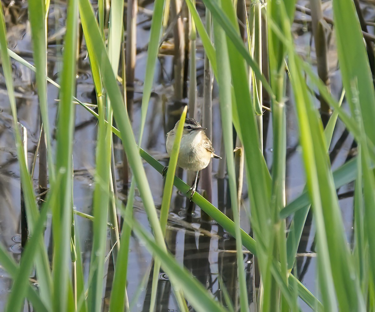 Sedge Warbler - ML629815777