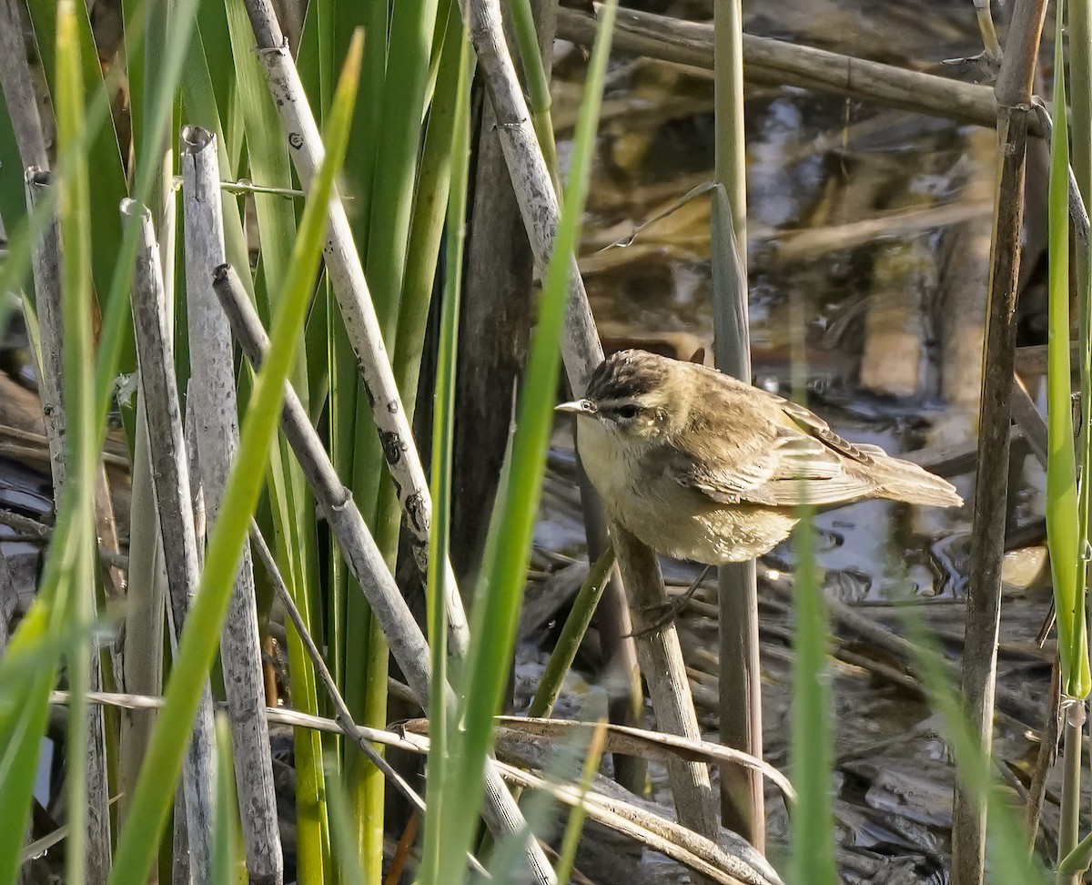 Sedge Warbler - ML629815778