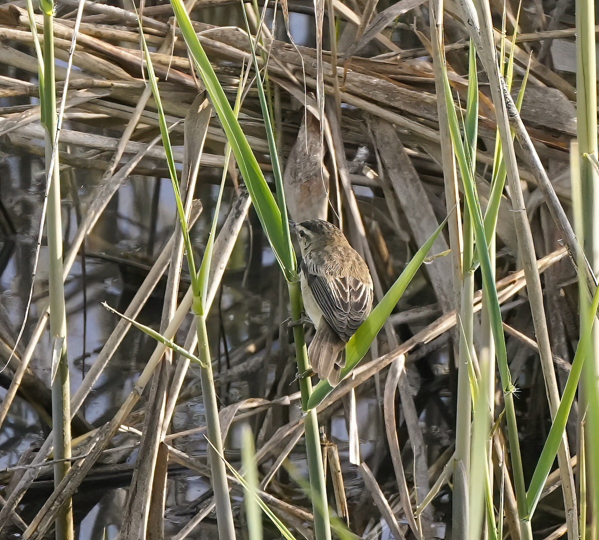 Sedge Warbler - ML629815783