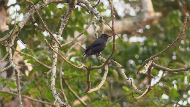 Northern Black-Flycatcher - ML629815862
