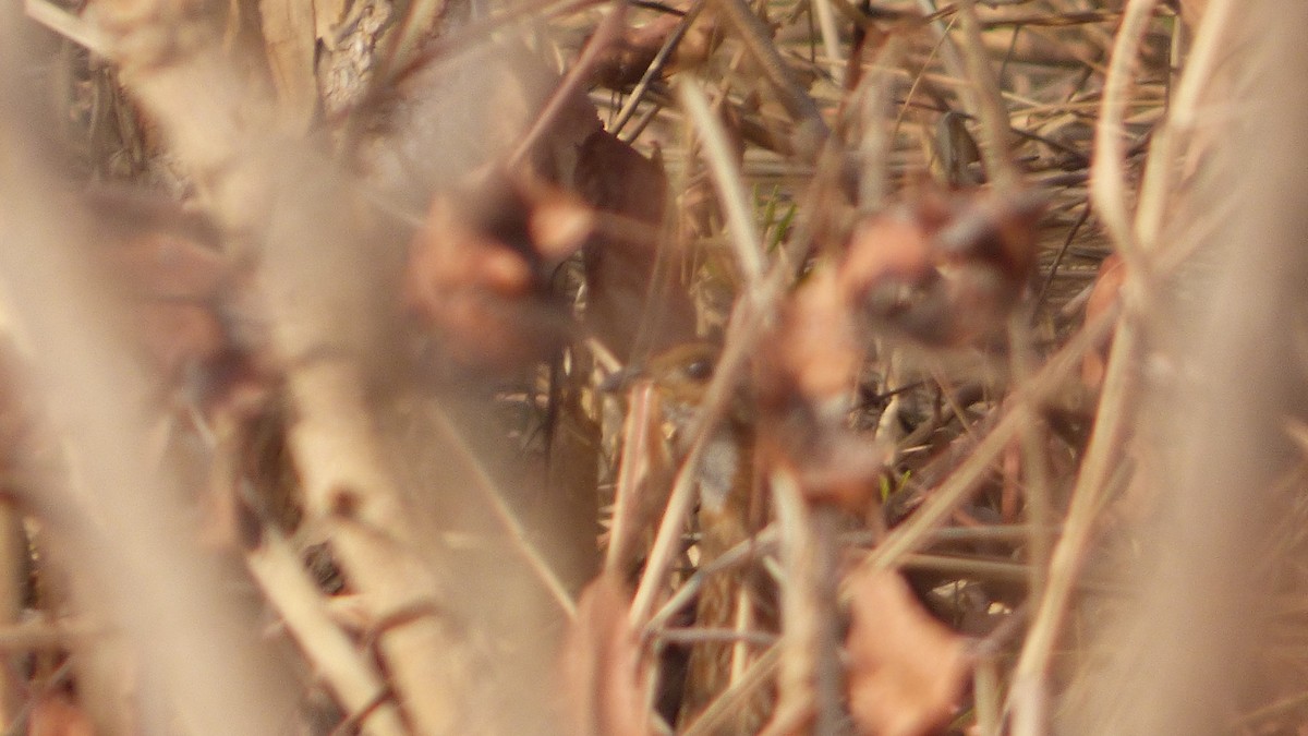 White-throated Francolin (White-throated) - ML629815863