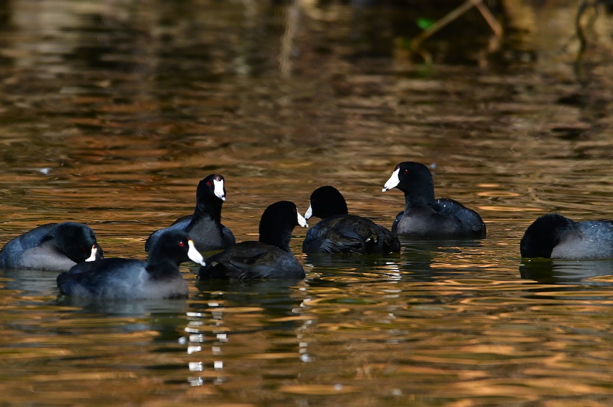 American Coot - ML629815970