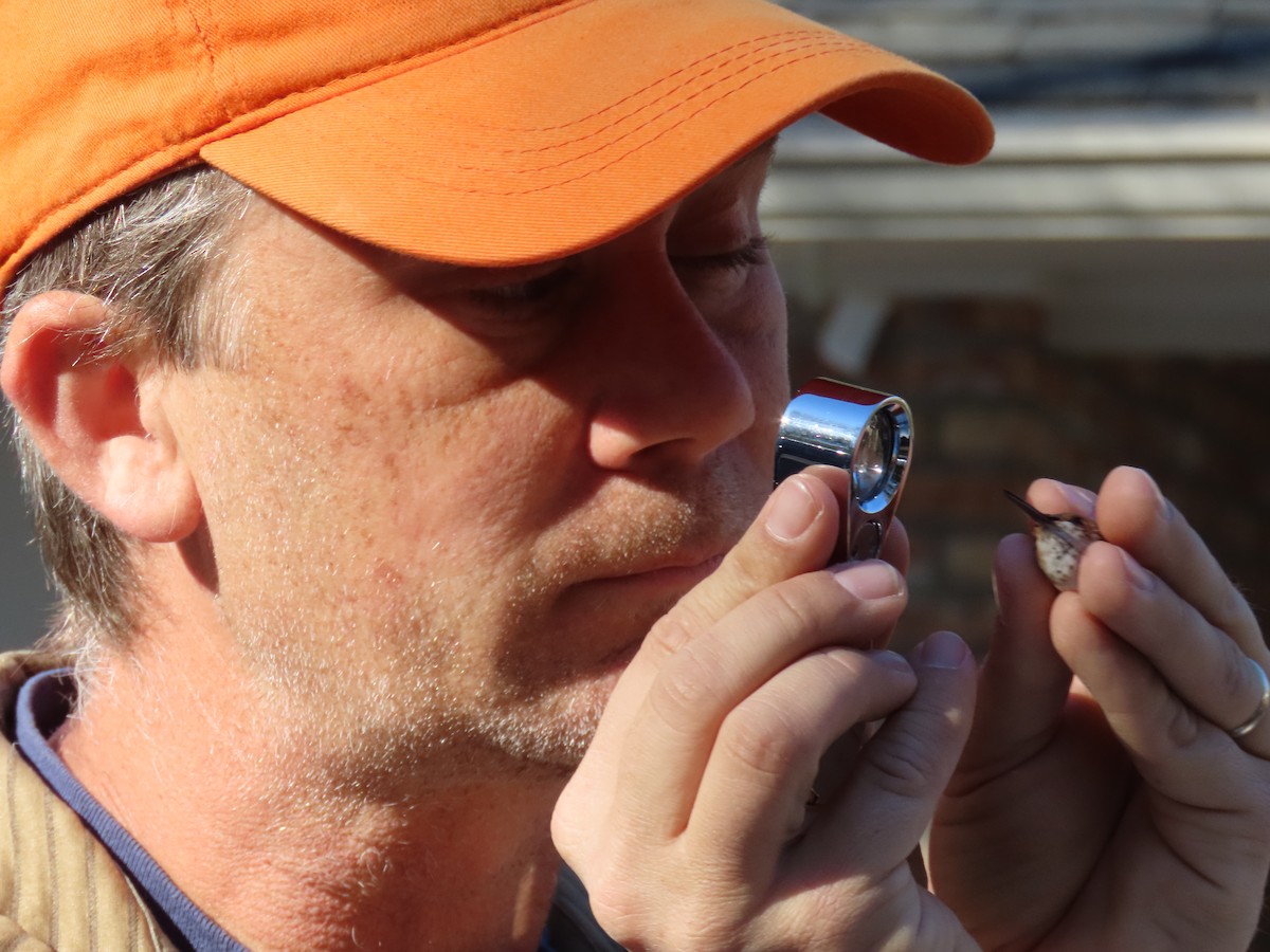 Allen's Hummingbird - ML629815985