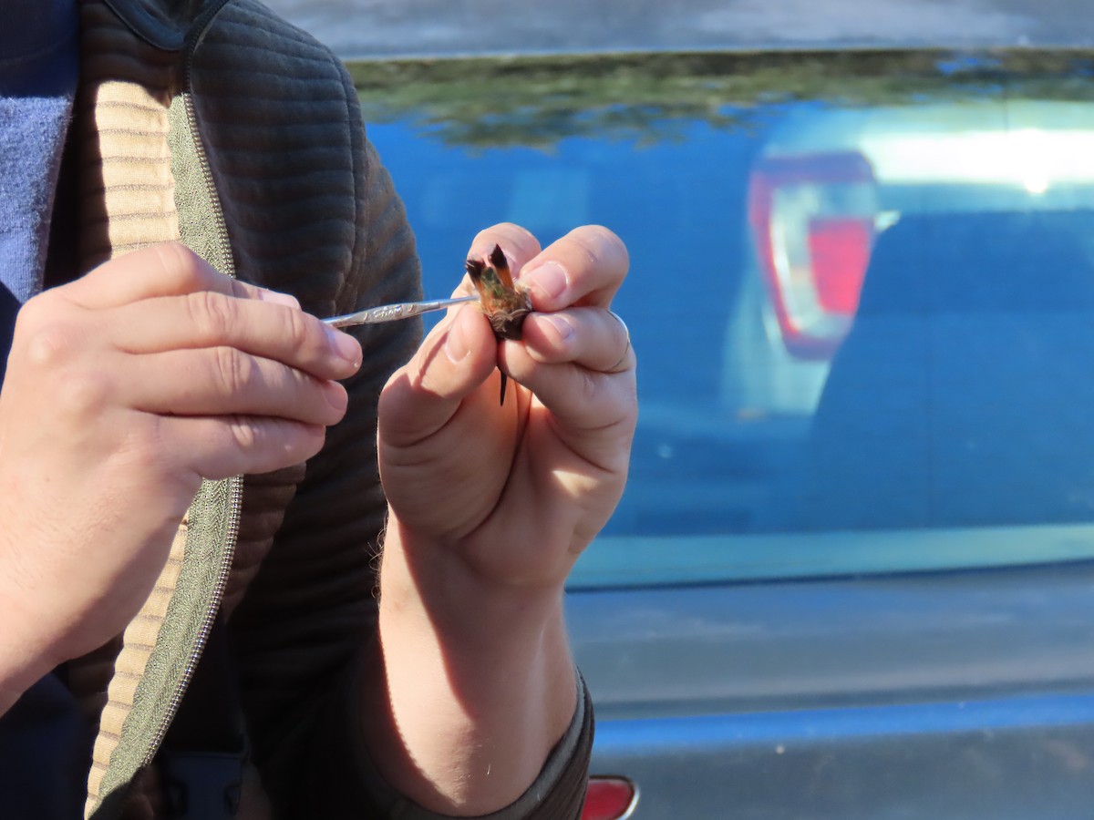 Allen's Hummingbird - ML629815986