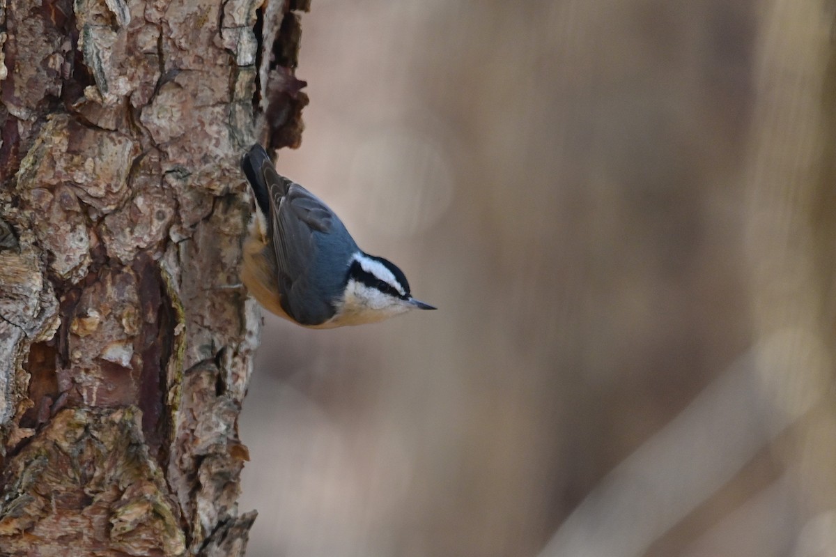 Red-breasted Nuthatch - ML629815998