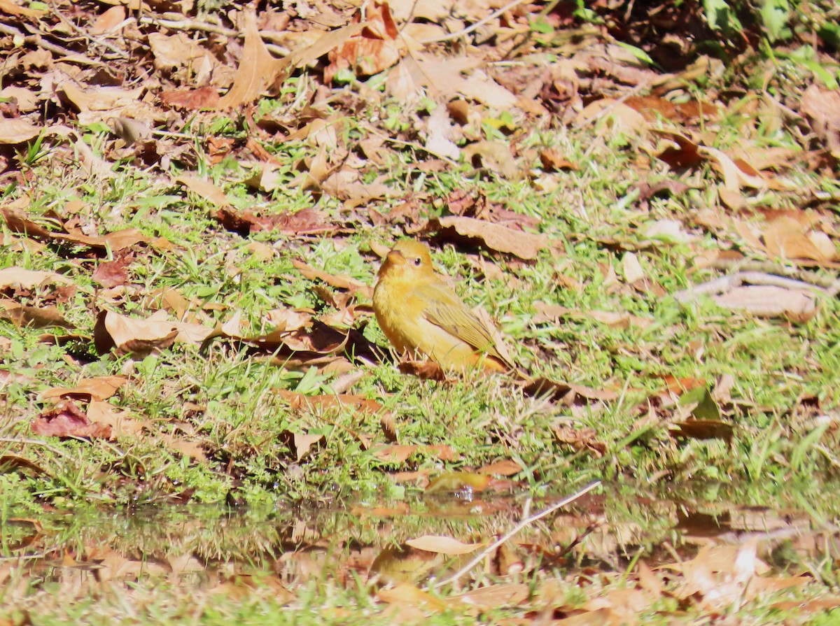 Summer Tanager - ML629816010
