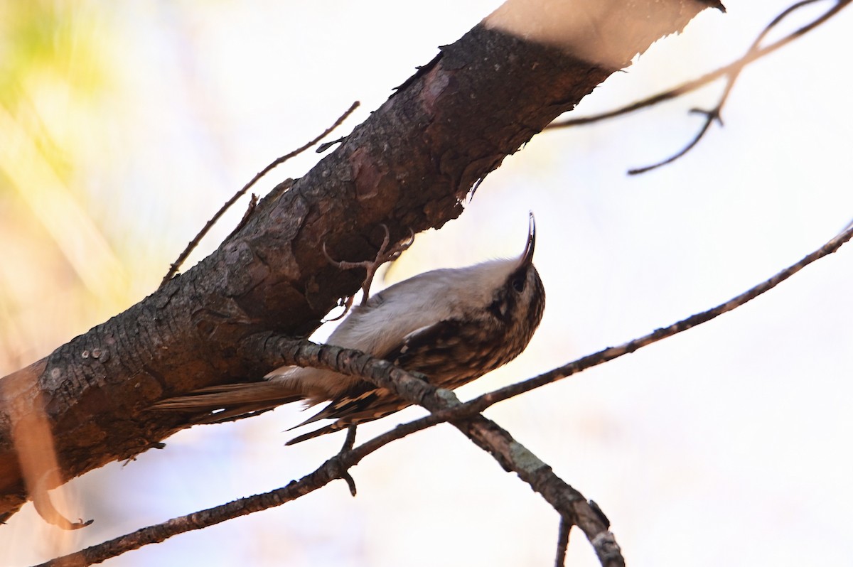 Brown Creeper - ML629816018