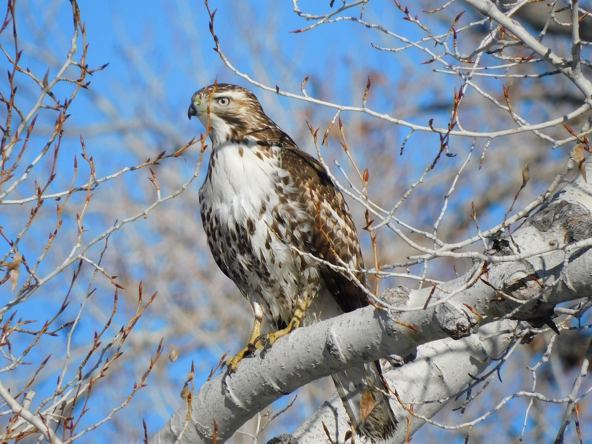 Red-tailed Hawk - ML629816020