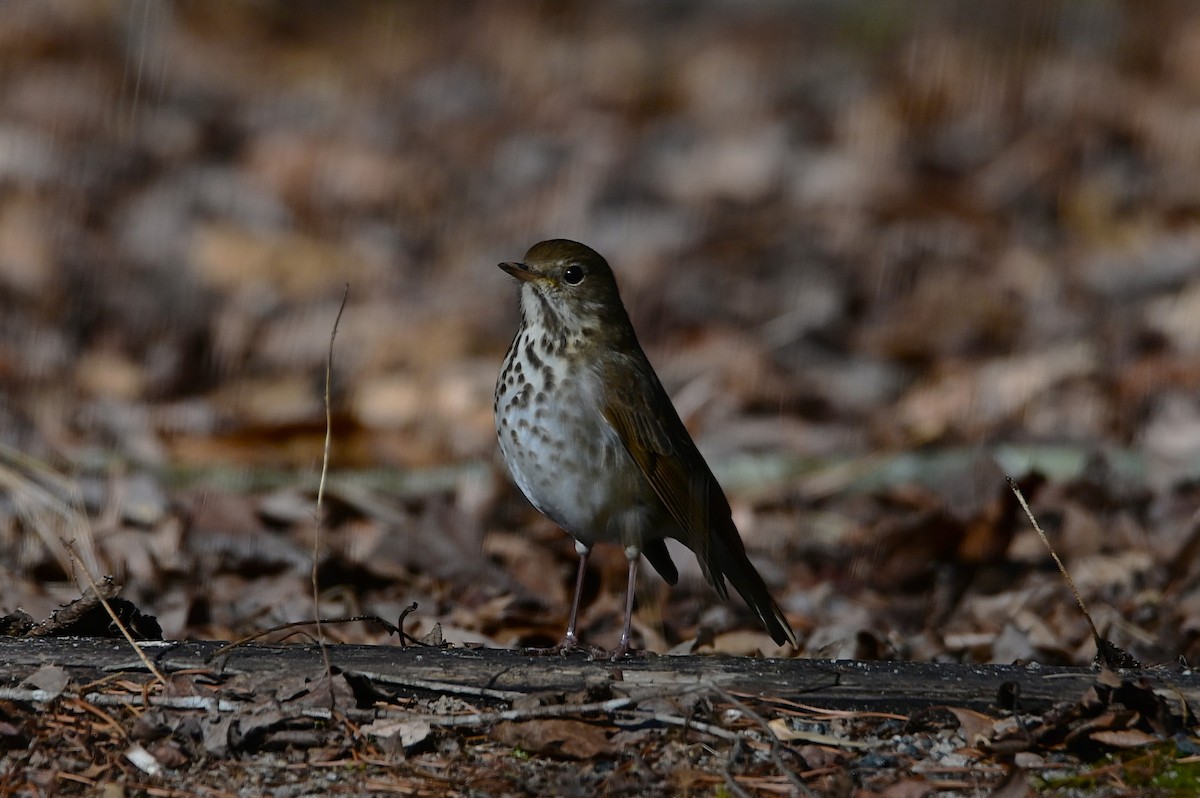 Hermit Thrush - ML629816042