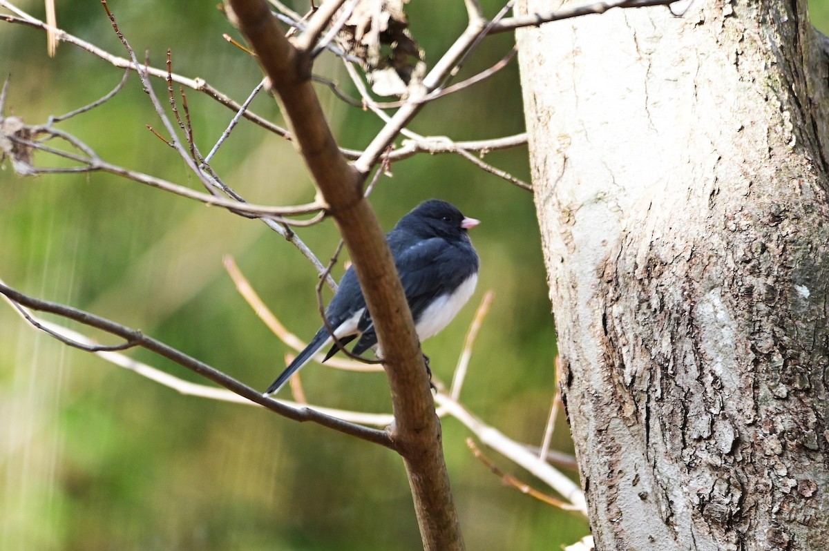 Dark-eyed Junco - ML629816052