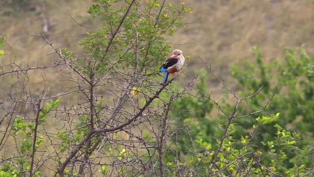 Gray-headed Kingfisher - ML629816391