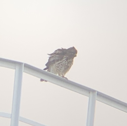 Red-shouldered Hawk - ML629816413