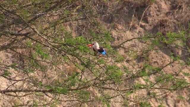Gray-headed Kingfisher - ML629816624