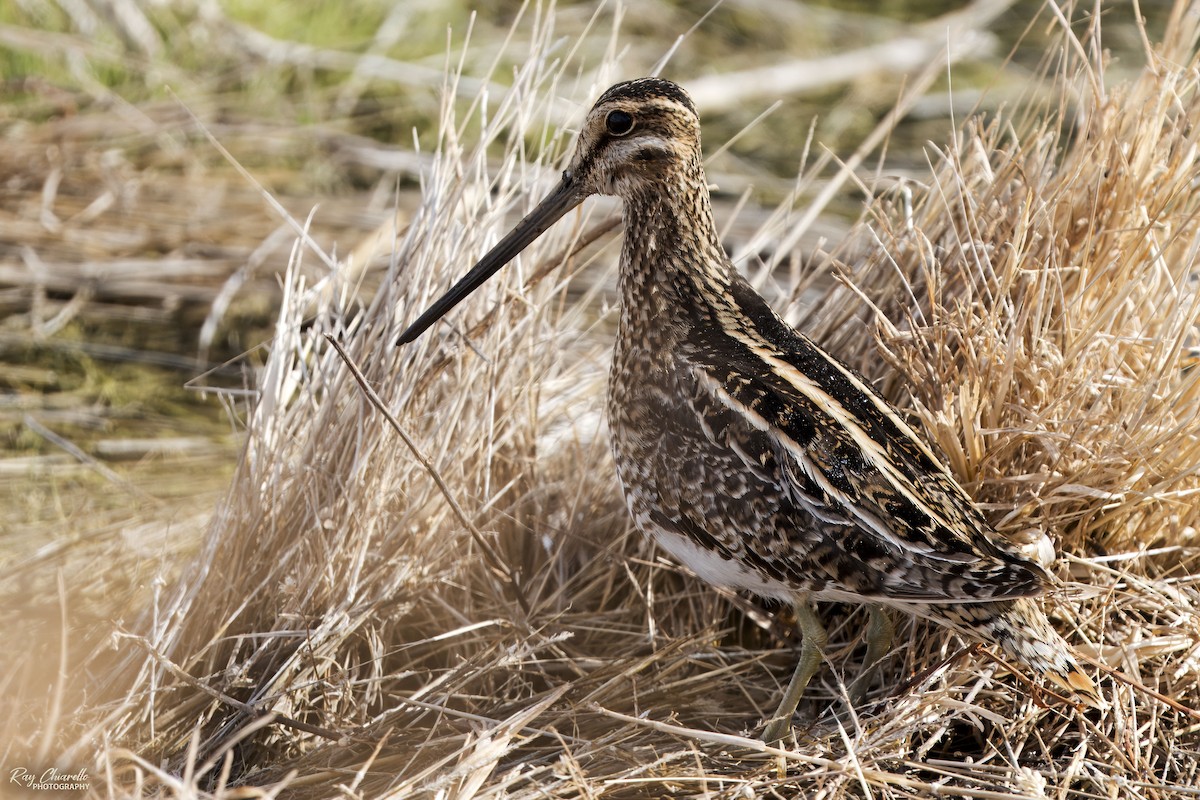 Wilson's Snipe - ML629816744