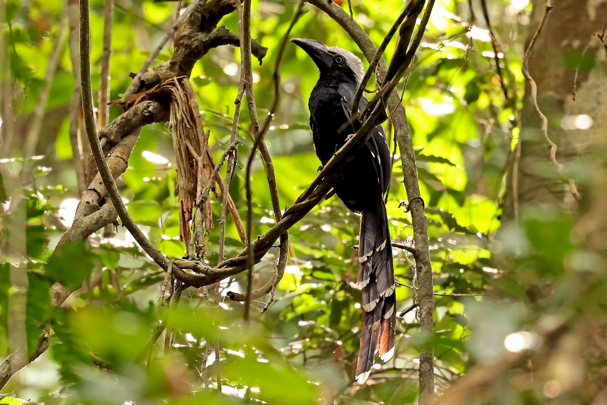 Eastern Long-tailed Hornbill - ML629816756