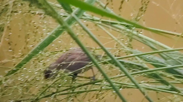 Common Waxbill - ML629816895