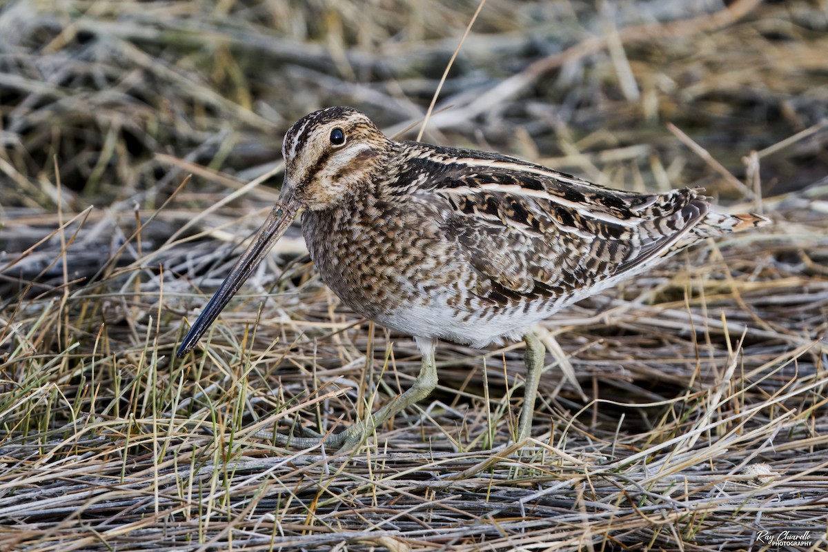 Wilson's Snipe - ML629817052