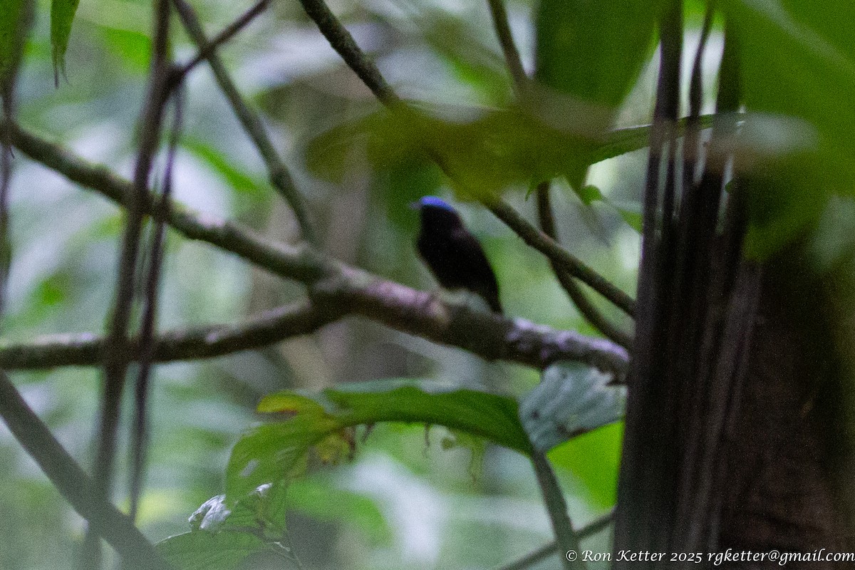 Blue-capped Manakin - ML629817081