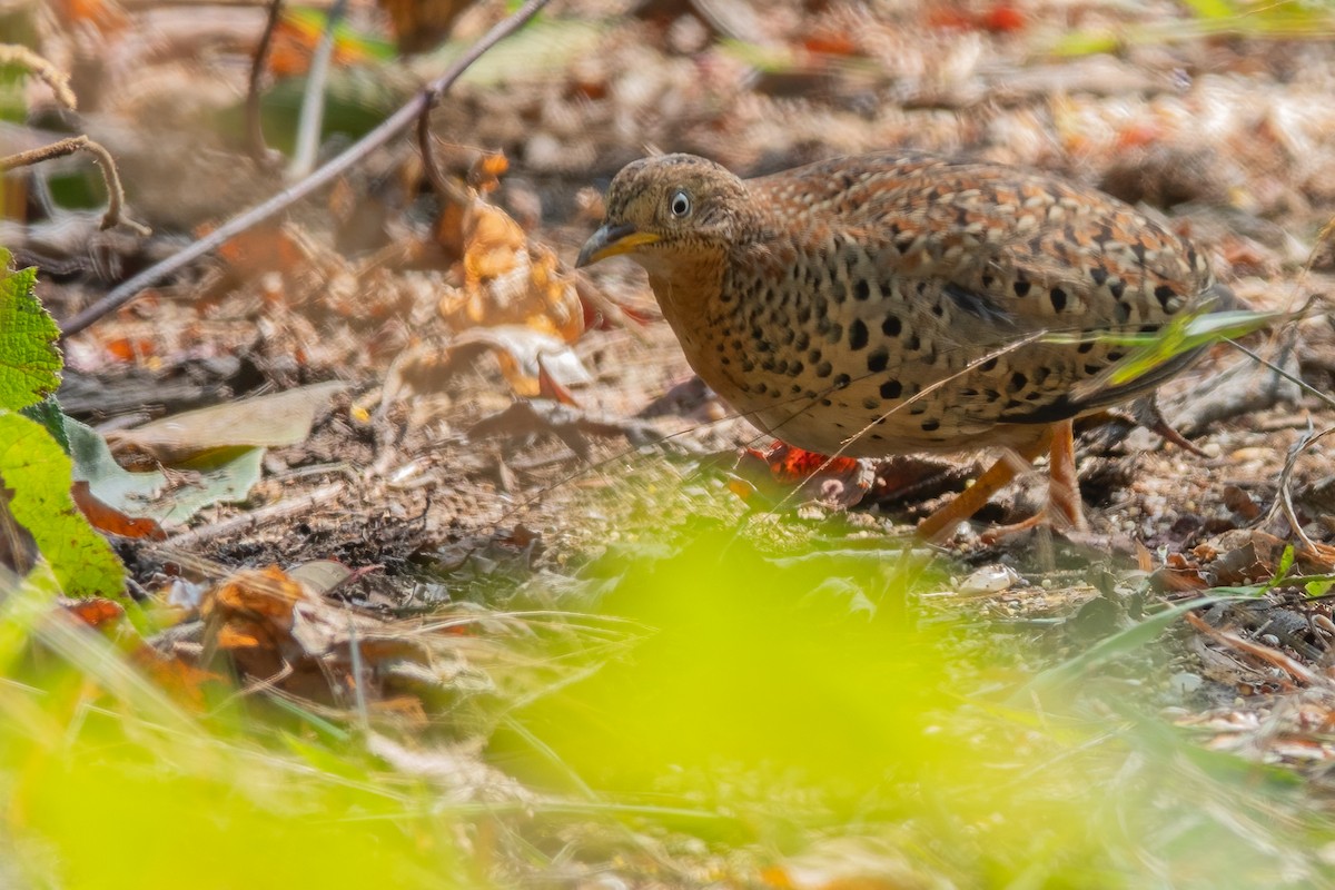 Yellow-legged Buttonquail - ML629817123
