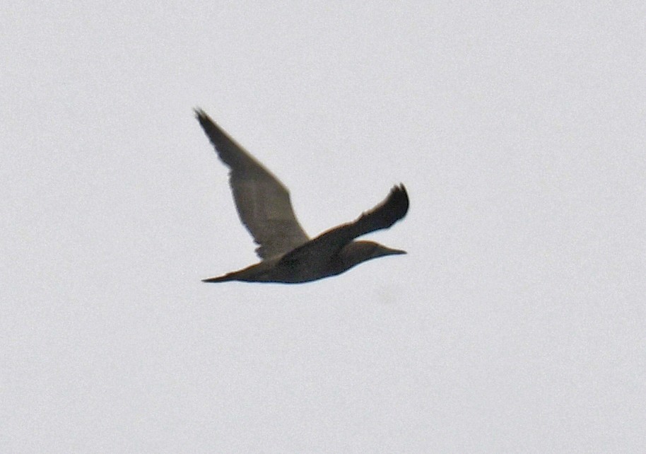 Brown Booby (Atlantic) - ML629817193