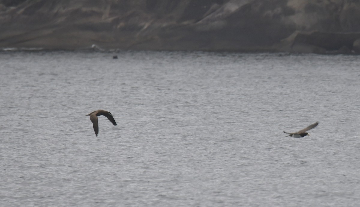 Brown Booby (Atlantic) - ML629817196