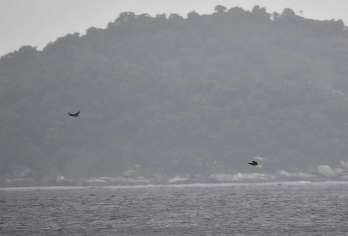 Brown Booby (Atlantic) - ML629817199