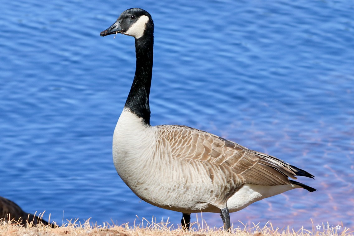 Branta kanadar handia - ML629817258
