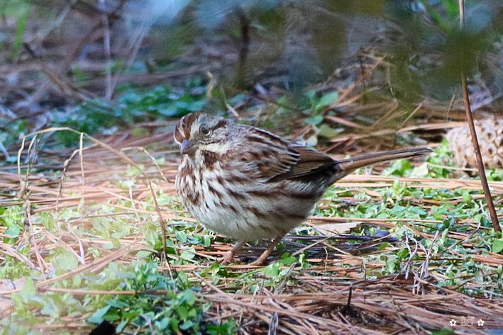 Song Sparrow - ML629817265
