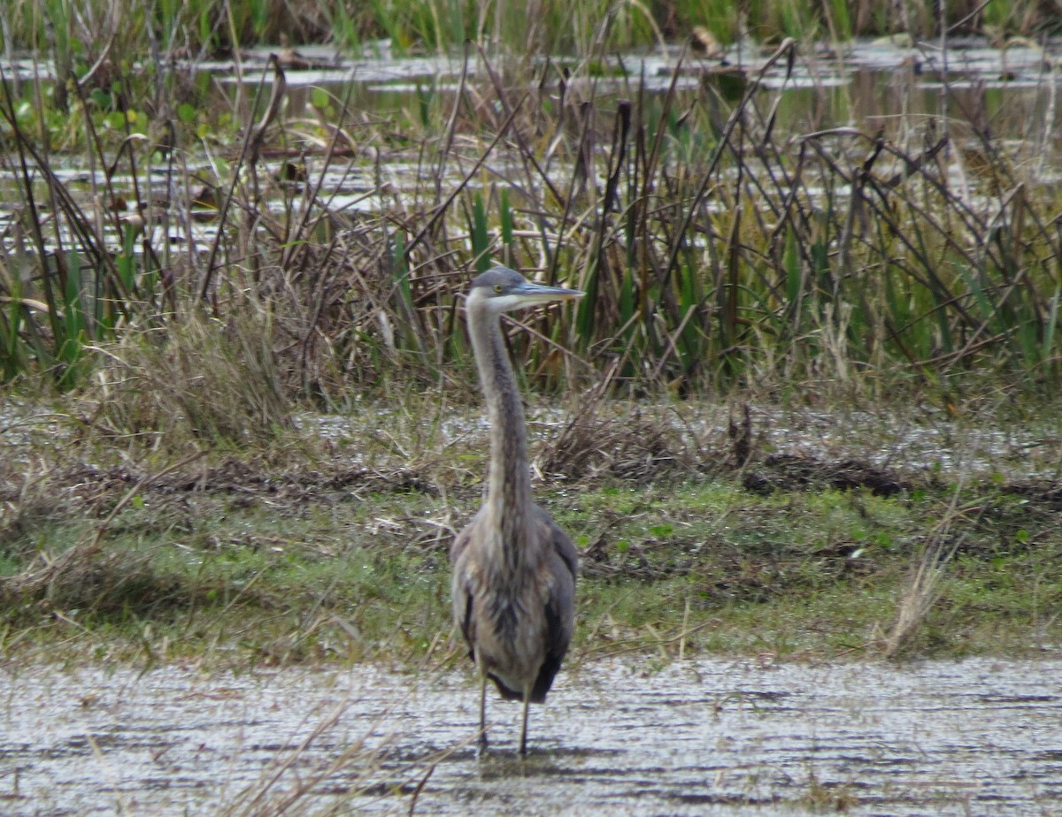 Great Blue Heron - ML629817439