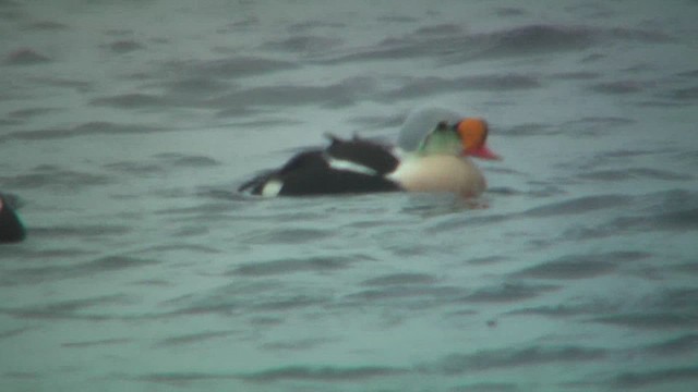 Eider à tête grise - ML629817687