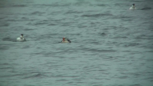 Eider à tête grise - ML629817688