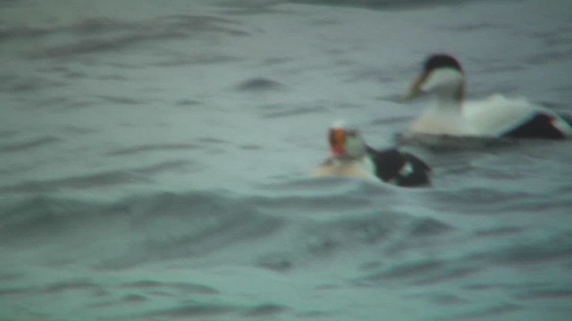 Eider à tête grise - ML629817691