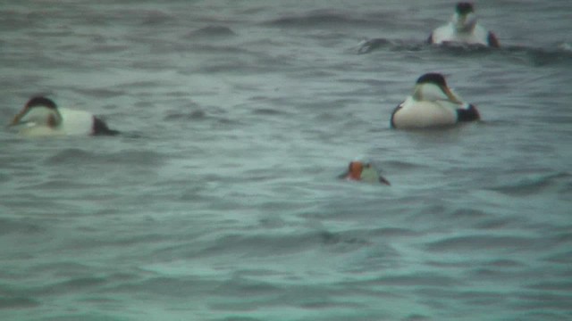 Eider à tête grise - ML629817692