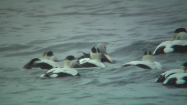 Eider à tête grise - ML629817693