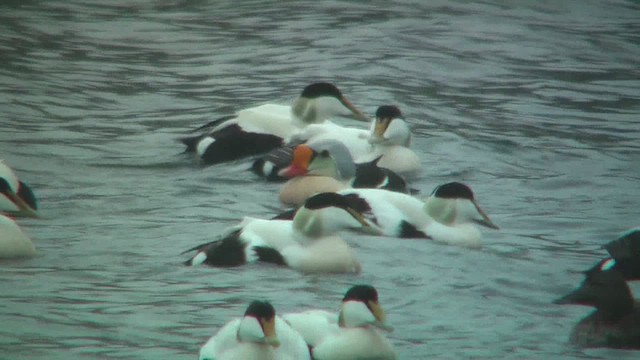 Eider à tête grise - ML629817694