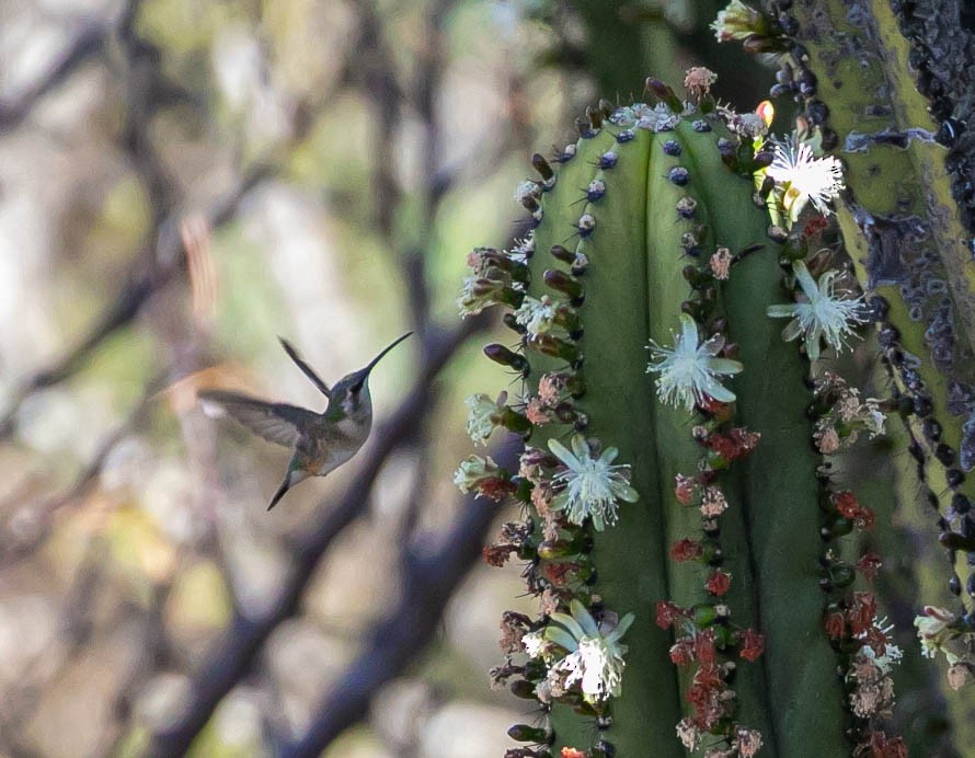 Beautiful Hummingbird - ML629817715