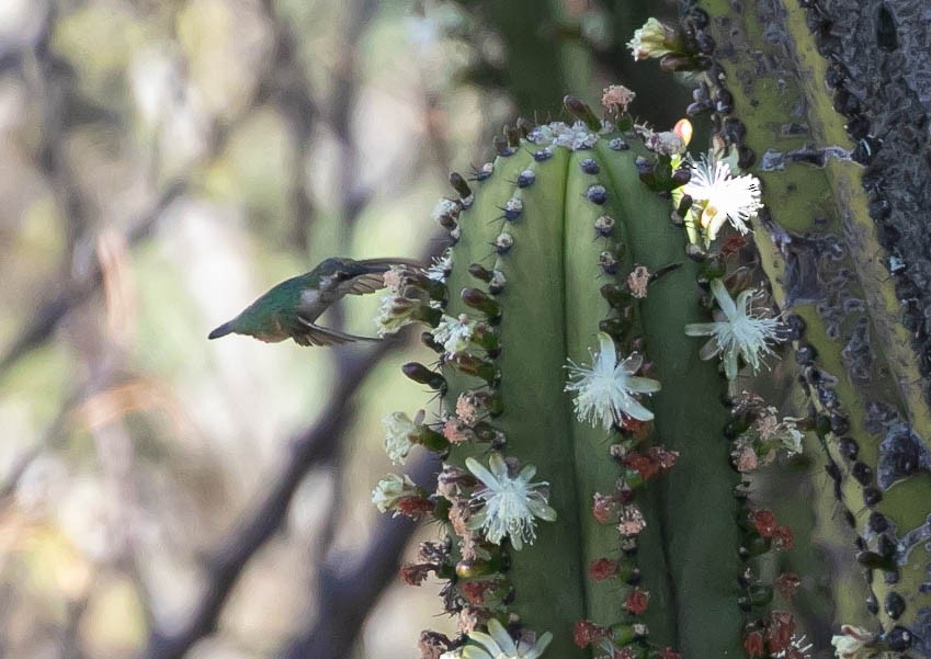 Beautiful Hummingbird - ML629817716