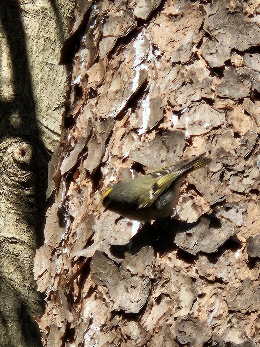 králíček zlatohlavý - ML629817878