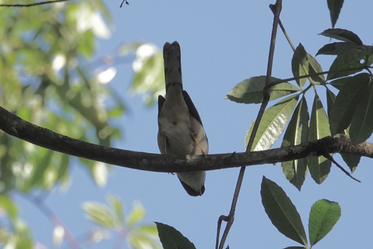 Rufous-backed Sibia (Rufous-backed) - ML629818034