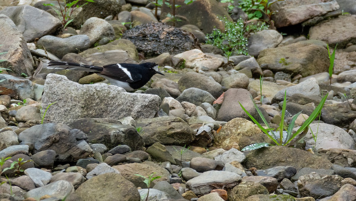 White-crowned Forktail (Northern) - ML629818035