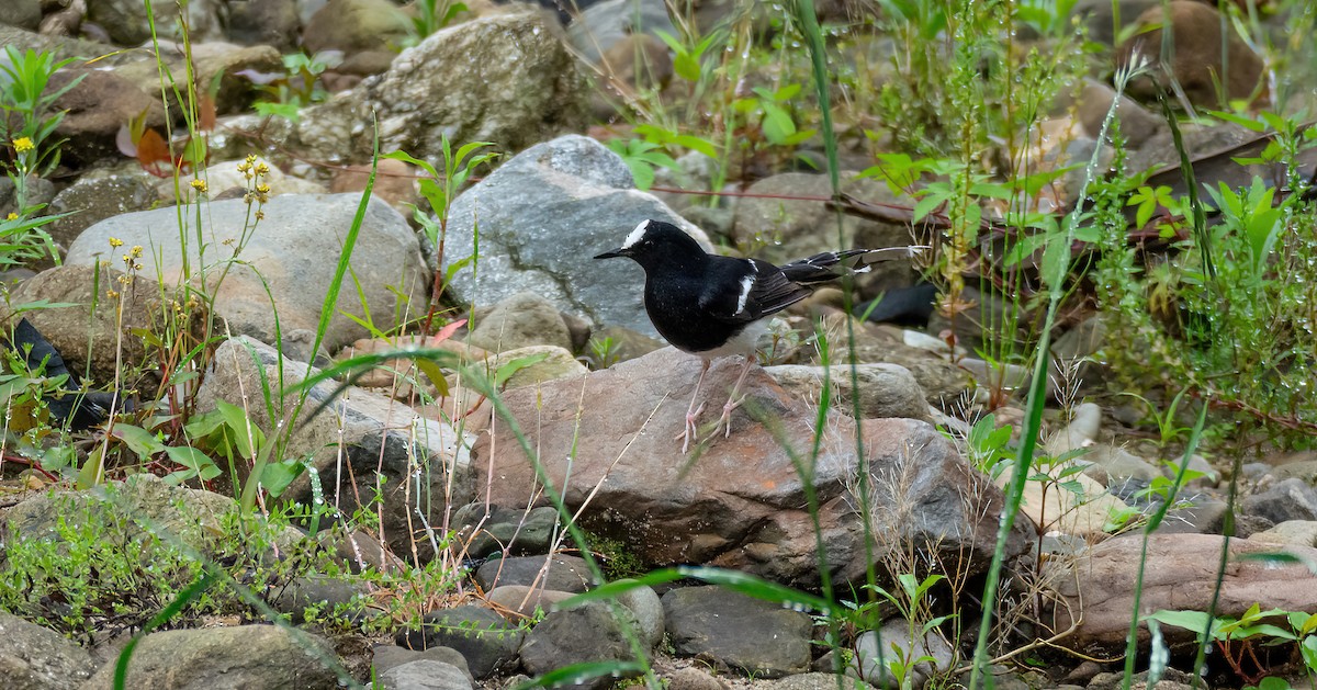 White-crowned Forktail (Northern) - ML629818036