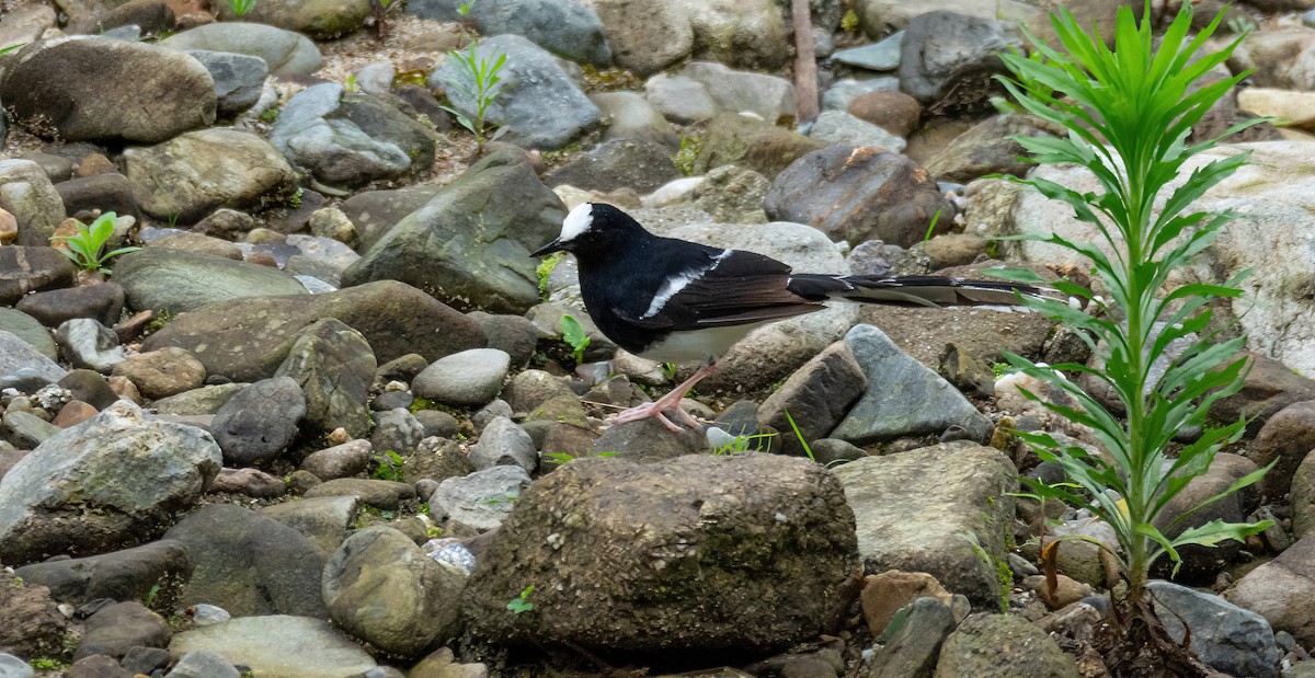 White-crowned Forktail (Northern) - ML629818037