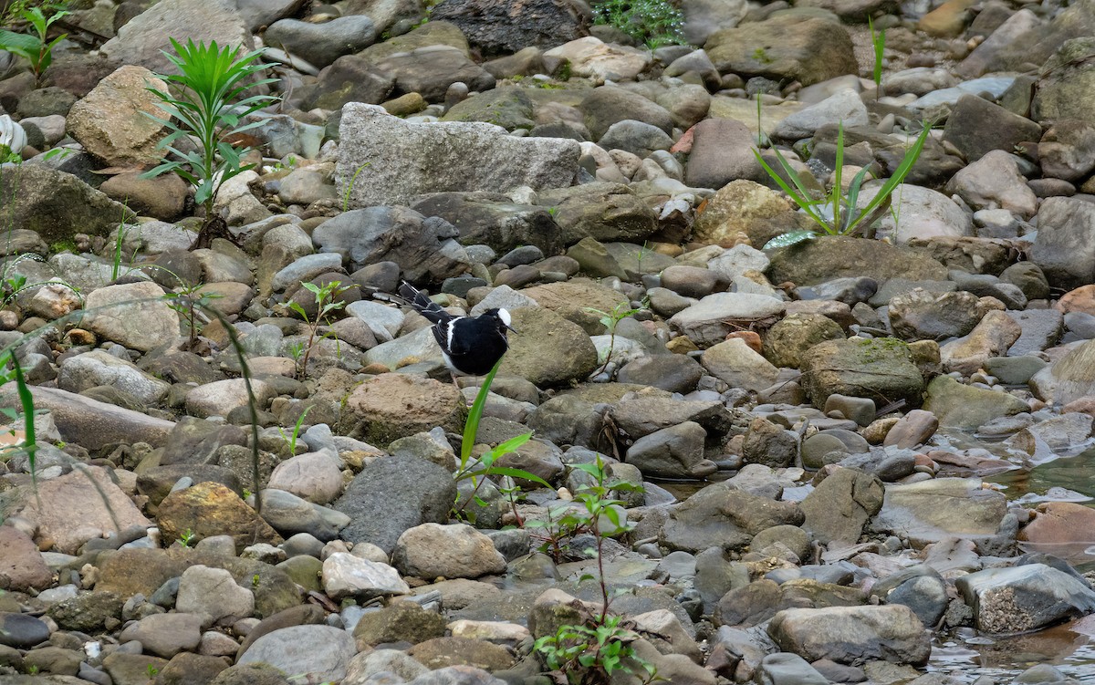 White-crowned Forktail (Northern) - ML629818038