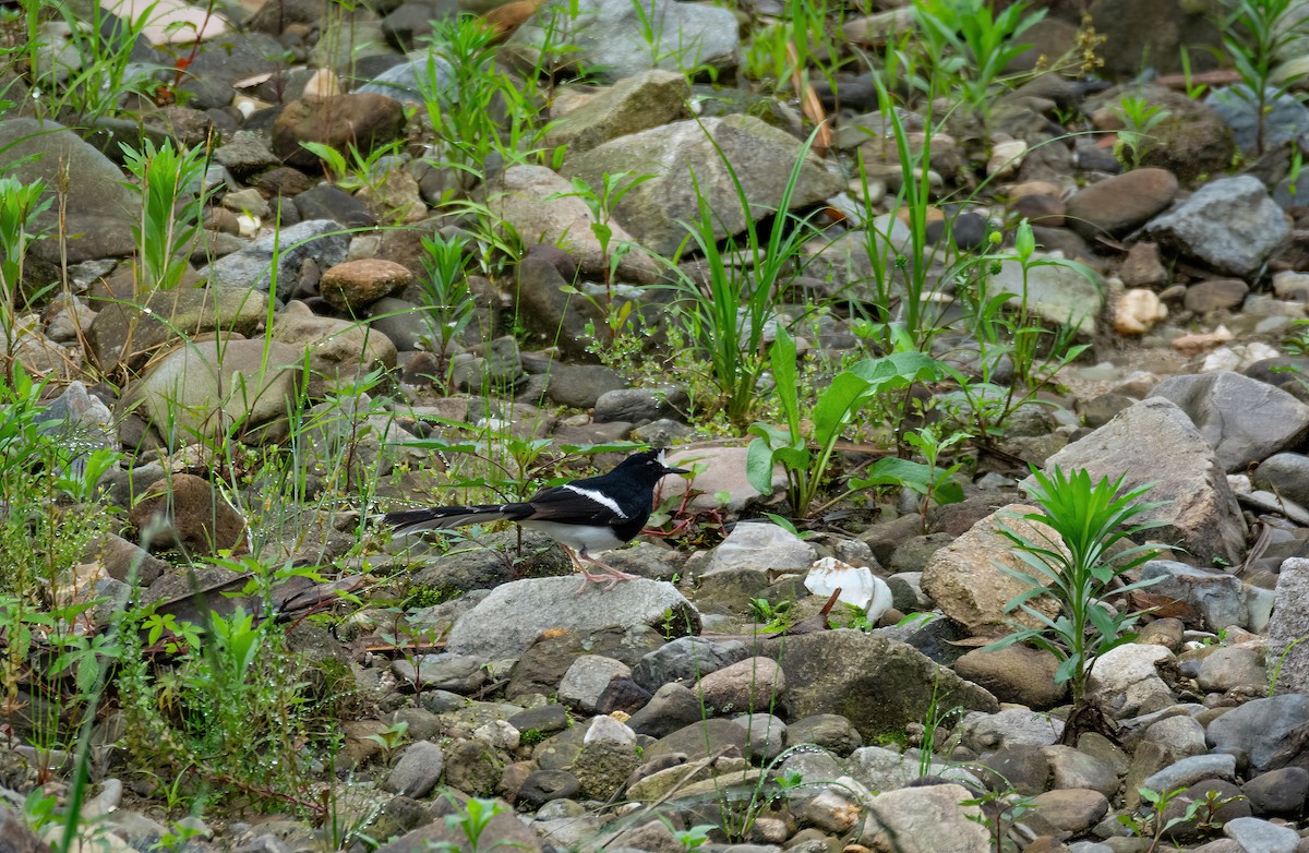 White-crowned Forktail (Northern) - ML629818039