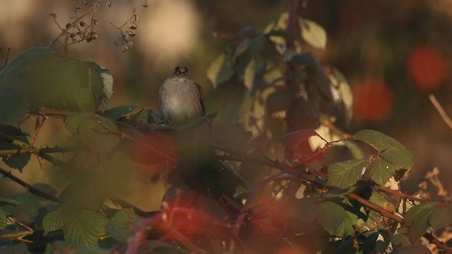 Golden-crowned Sparrow - ML629818199