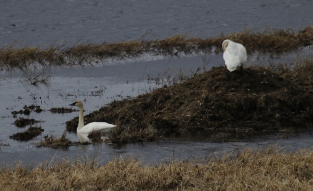 Trumpeter Swan - ML629818202
