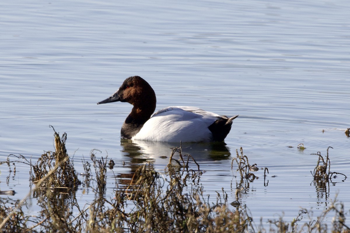 Canvasback - ML629818218