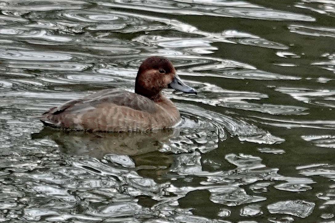 Redhead - ML629818229