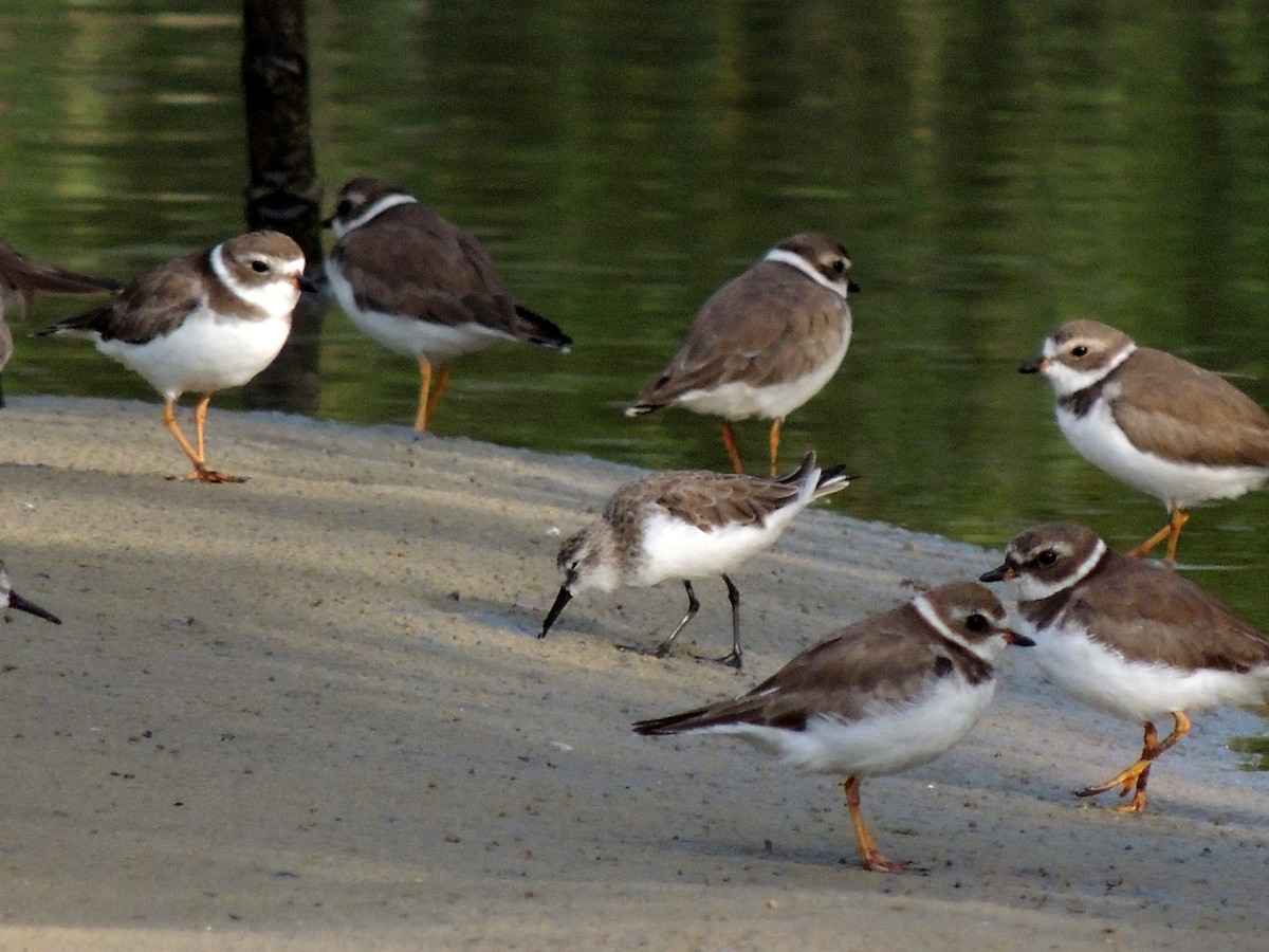 Semipalmated Plover - ML629818306