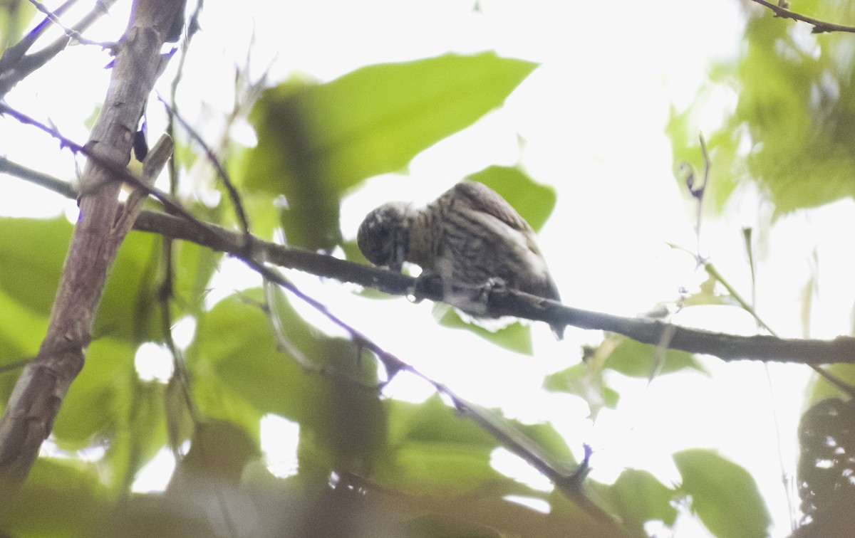 Bar-breasted Piculet - ML629818487
